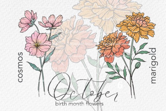 Download October Birth Month Flowers - Flower Collection
